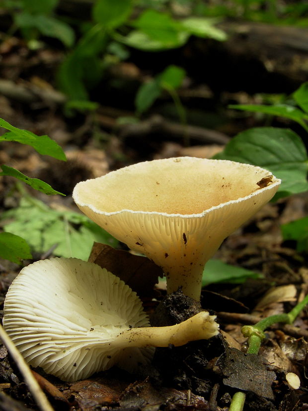 strmuľka Clitocybe sp.