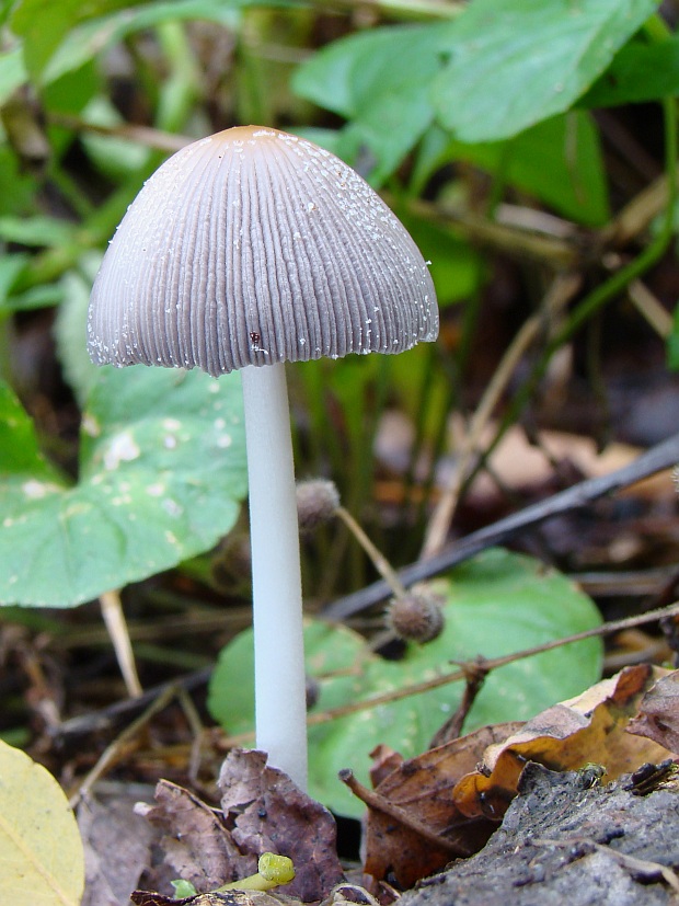 hnojník Coprinus sp.