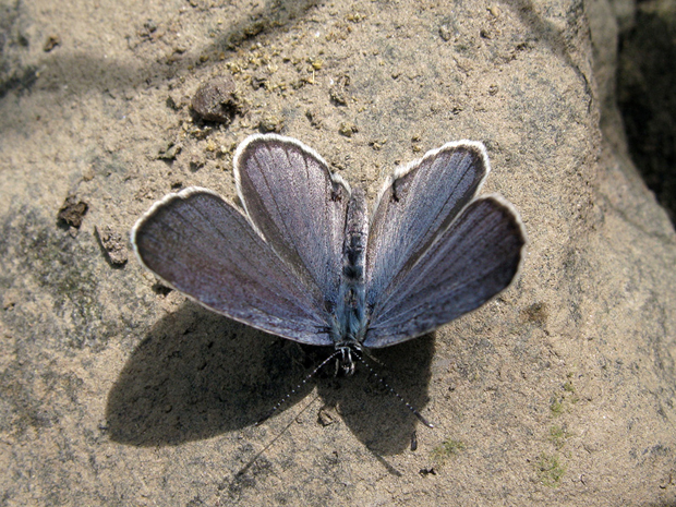 modráčik Oziris Cupido osiris