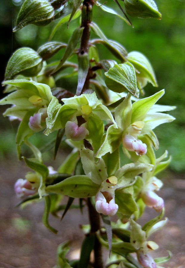 kruštík modrofialový Epipactis purpurata Sm.