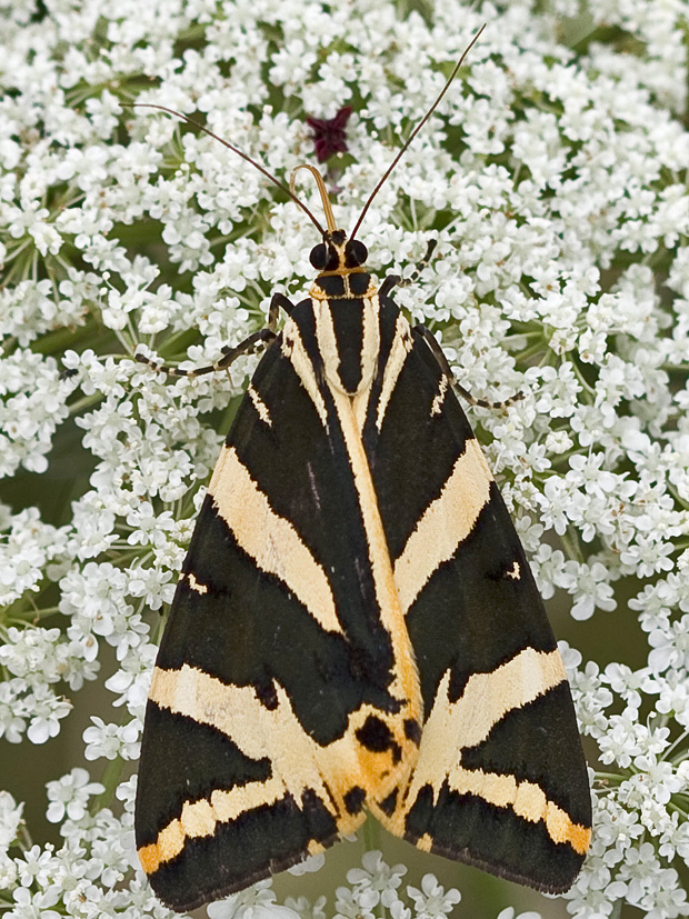 spriadač kostihojový Euplagia quadripunctaria