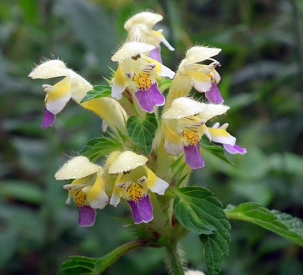 konopnica úhľadná Galeopsis speciosa Mill.