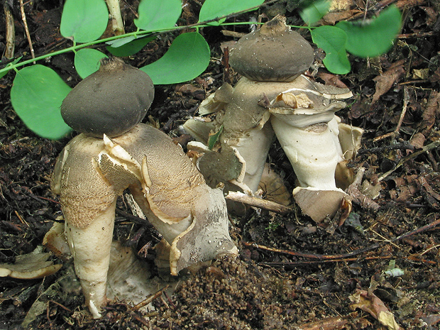 hviezdovka klenbová Geastrum fornicatum (Huds.) Hook.