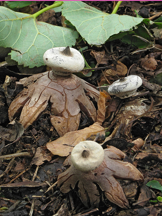 hviezdovka golierikovitá Geastrum striatum DC.