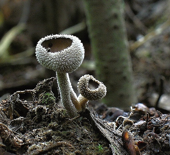 chriapač brvitý Helvella macropus (Pers.) P. Karst.