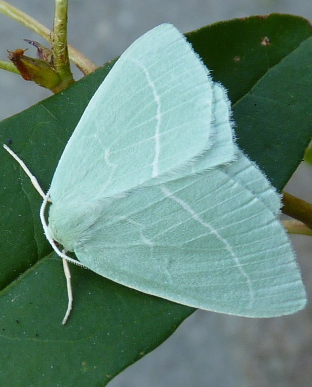 piadivka plamienková Hemistola chrysoprasaria