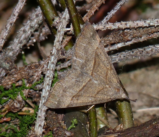 pamora žihľavová Hypena proboscidalis