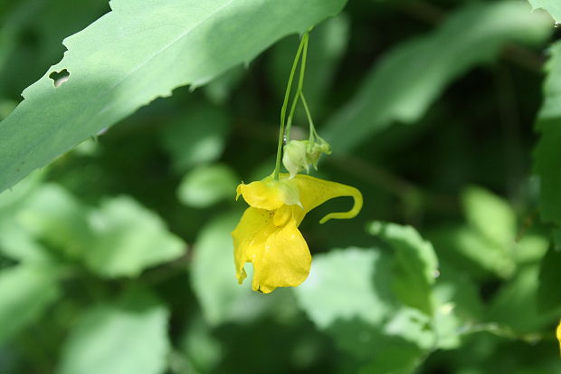 netýkavka žliazkatá Impatiens glandulifera Royle