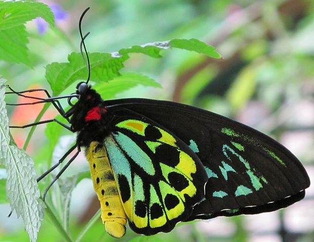 samcek Ornithoptera priamus