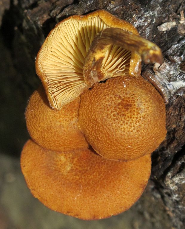 šupinovka Pholiota sp.