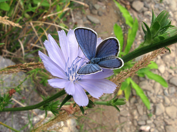 modráčik vresoviskový Plebeius argyrognomon