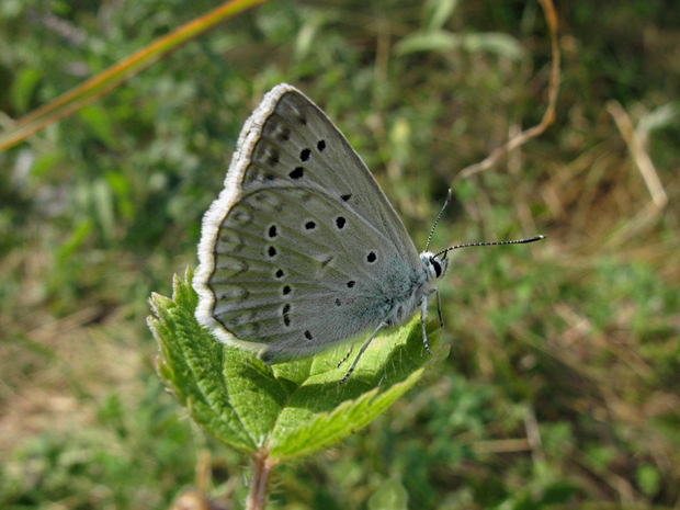 modráčik hnedoškvrnný - sameček Polyommatus daphnis