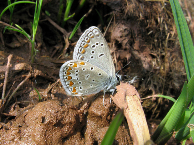 modráčik blankytný Polyommatus thersites