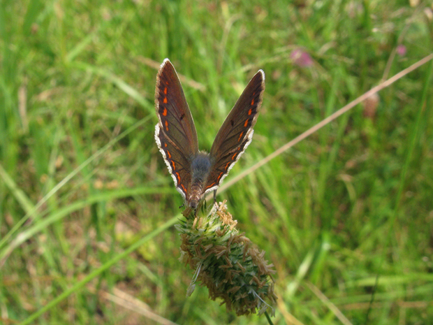 modráčik  blankytný Polyommatus thersites