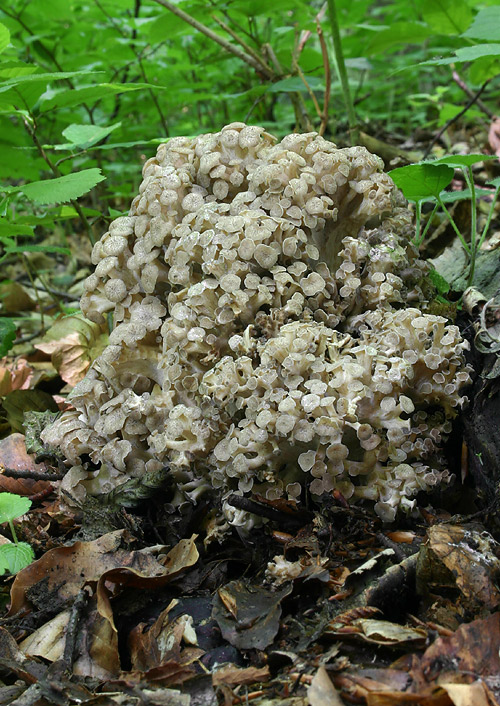 trúdnik klobúčkatý Polyporus umbellatus (Pers.) Fr.