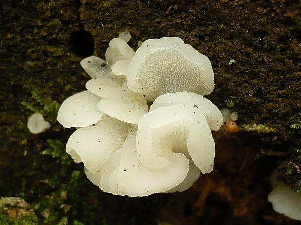 pajelenka želatínová Pseudohydnum gelatinosum (Scop.) P. Karst.