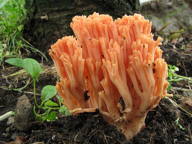 strapačka lososovoružová Ramaria subbotrytis (Coker) Corner