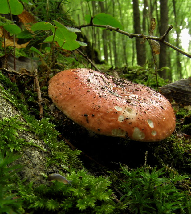 plávka Russula sp.