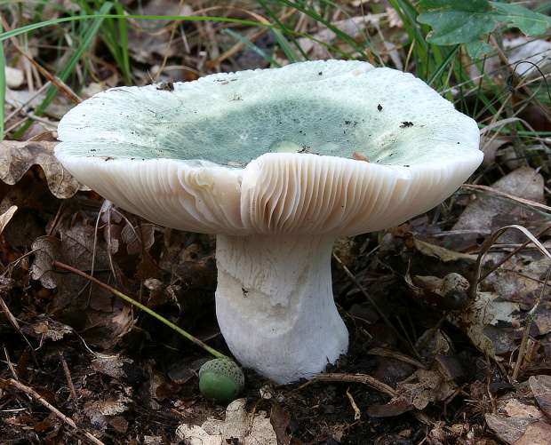 plávka zelenkastá Russula virescens (Schaeff.) Fr.