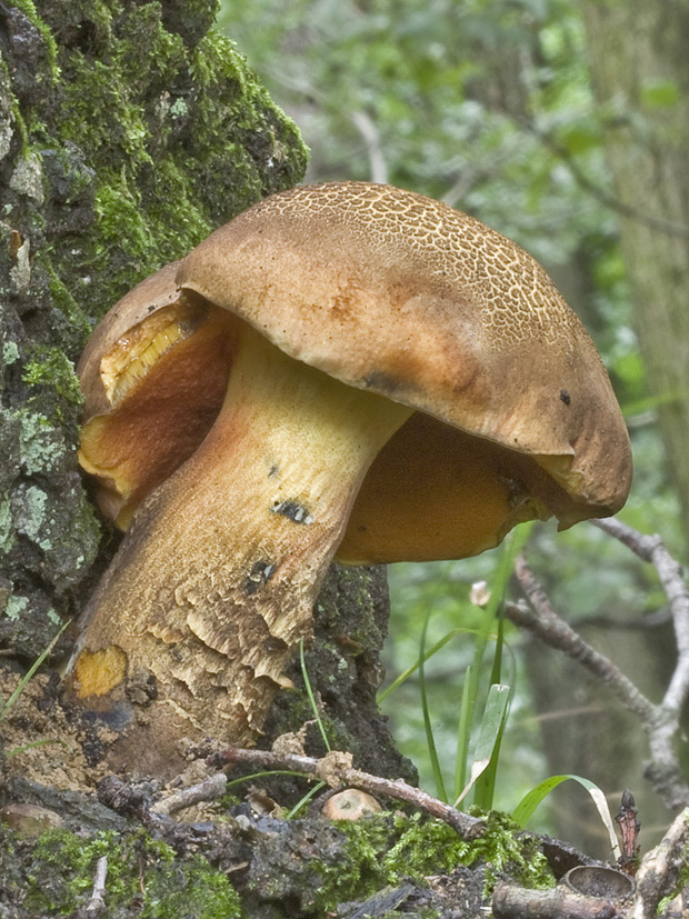 hríb zrnitohlúbikový Sutorius luridiformis (Rostk.) G. Wu & Zhu L. Yang