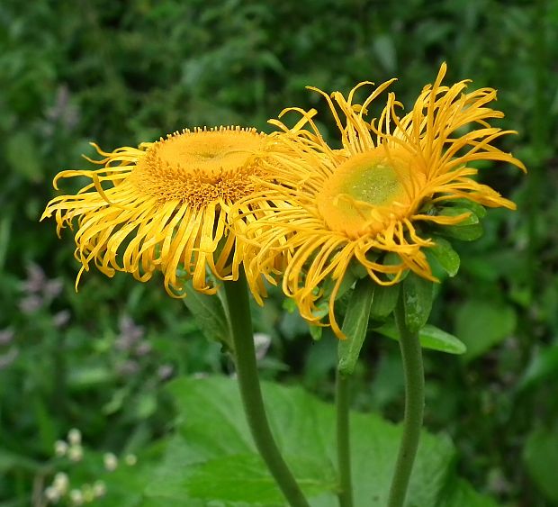 telekia ozdobná Telekia speciosa (Schreb.) Baumg.