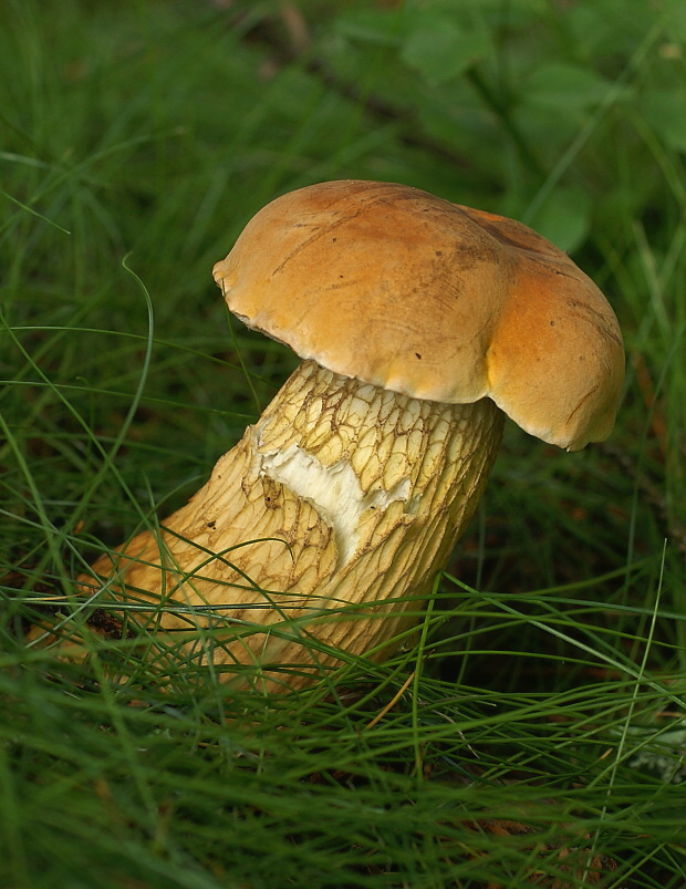 podhríb žlčový  Tylopilus felleus (Bull. ex Fr.) P. Karst.