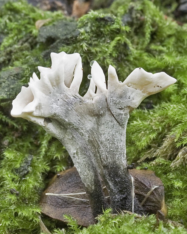 drevnatec parohatý Xylaria hypoxylon (L.) Grev.