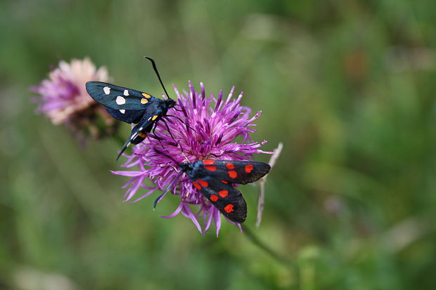 vretienka obyčajná Zyganea filipendula