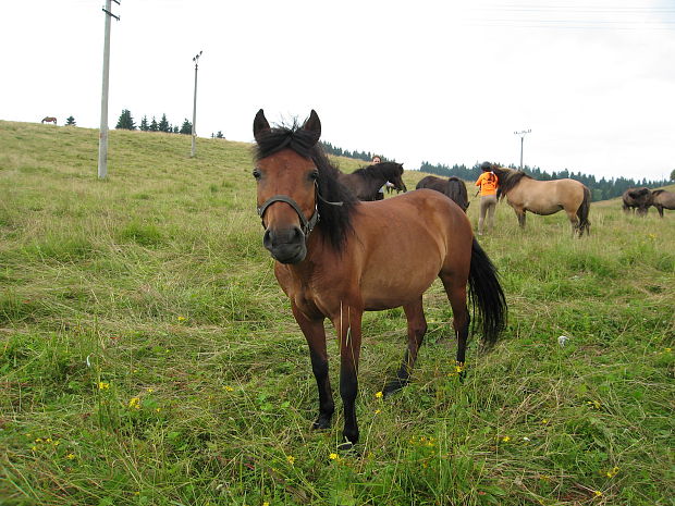 kôň  "Hucul"