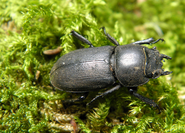 roháčik obyčajný  Dorcus parallelopipedus