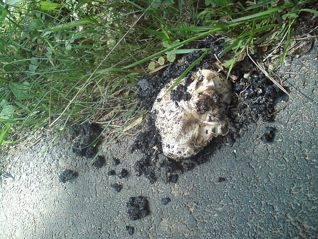 pečiarka Agaricus sp.