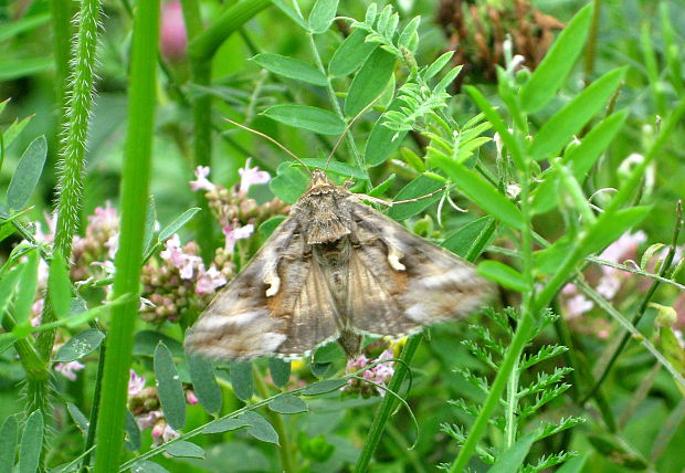 mora gama  Autographa gamma