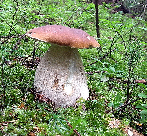 hríb smrekový Boletus edulis Bull.