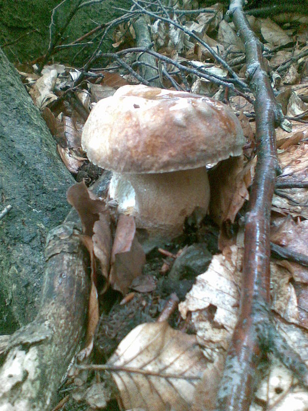 hríb smrekový Boletus edulis Bull.