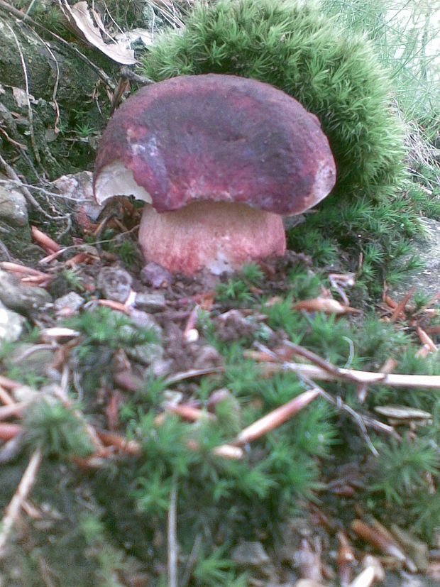 hríb sosnový Boletus pinophilus Pil. et Dermek in Pil.