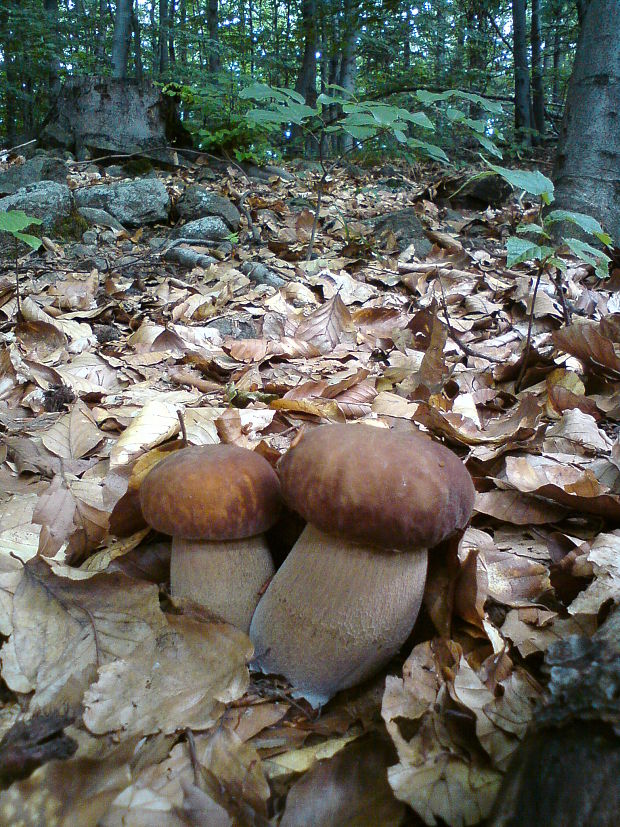 hríb dubový Boletus reticulatus Schaeff.