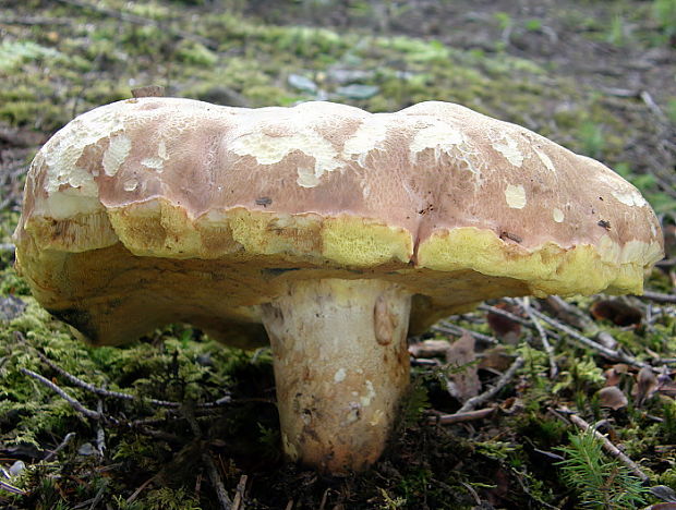 hríb príveskatý Butyriboletus appendiculatus (Schaeff. ex Fr.) Secr.