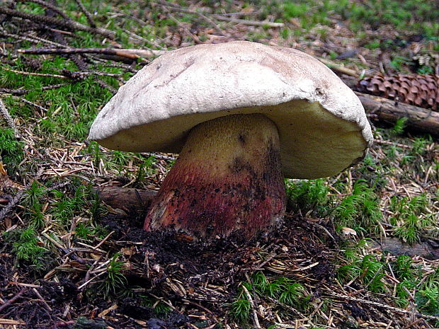 hríb červený Caloboletus calopus Fr.