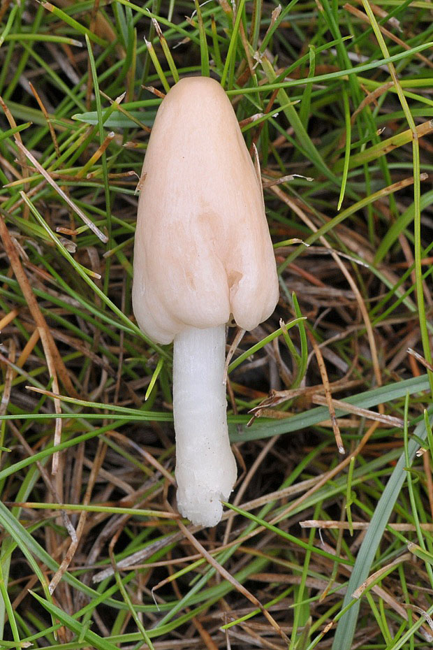 kapucňovec dažďomilný Conocybe deliquescens Hauskn. & Krisai