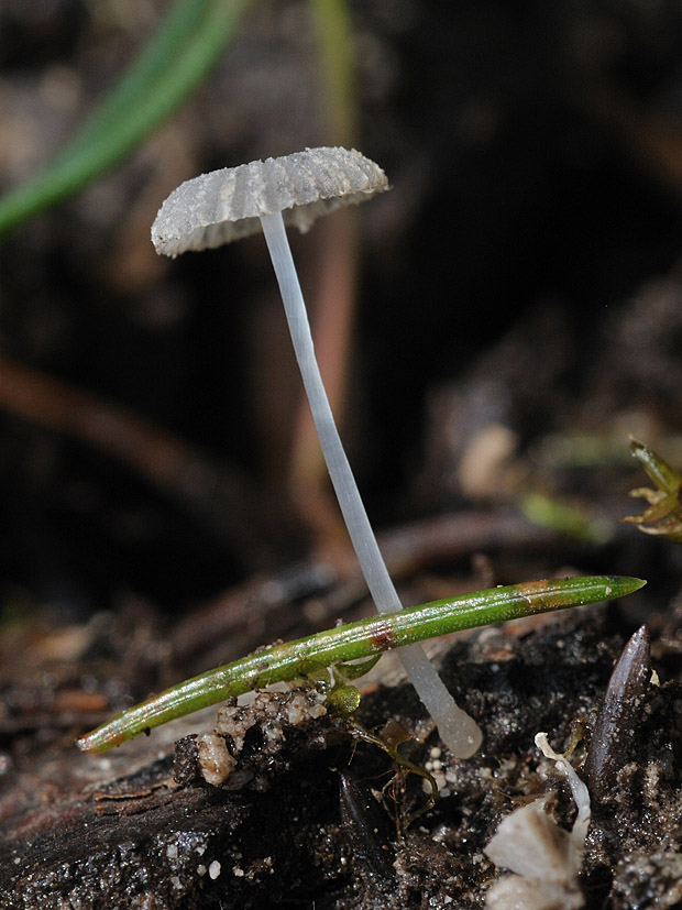 hnojník z podsekcie Nivei Coprinus sp.