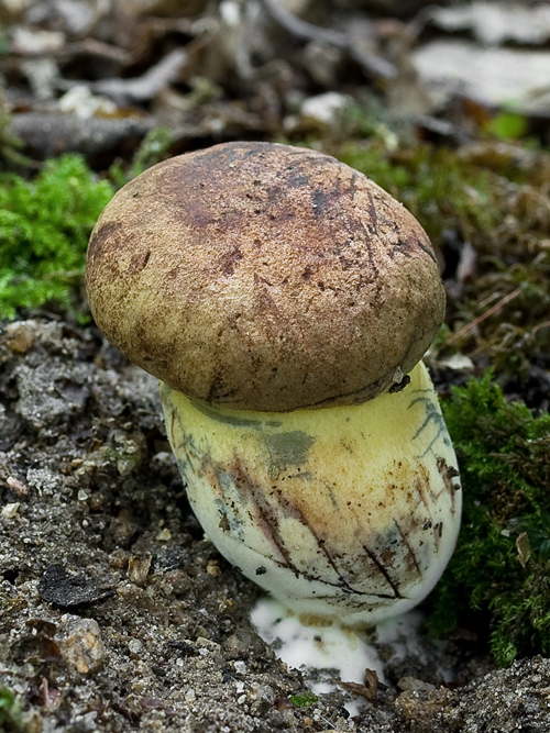 hríb modrejúci Cyanoboletus pulverulentus (Opat.) Gelardi, Vizzini & Simonini