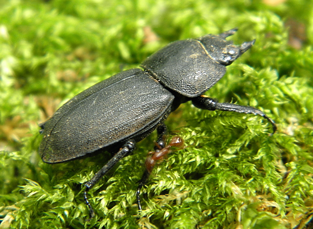 roháčik obyčajný Dorcus parallelopipedus