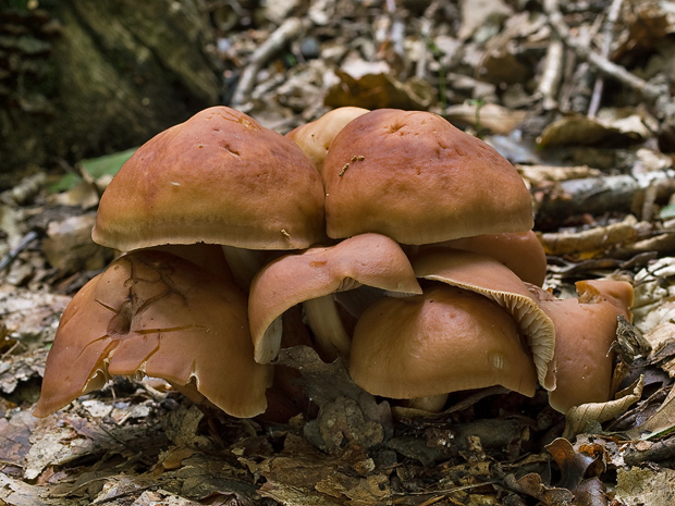 peniazovka vretenovitohlúbiková Gymnopus fusipes (Bull.) Gray