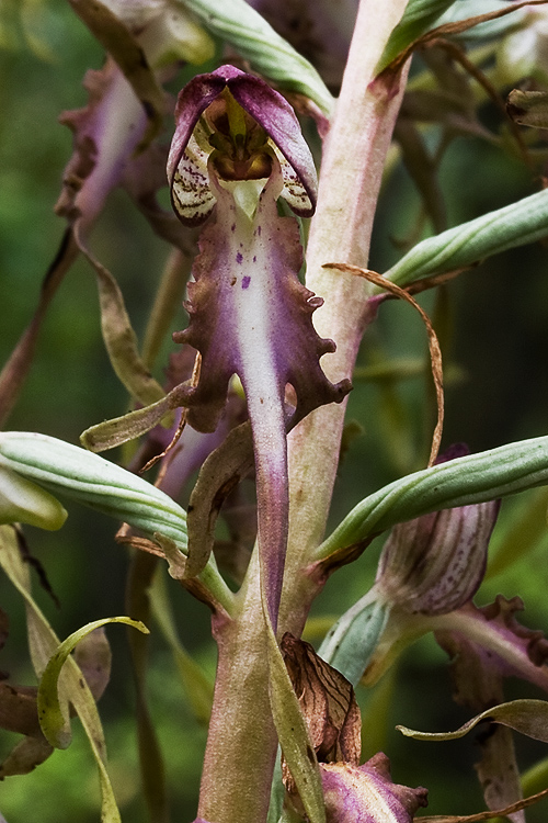 jazýčkovec  Himantoglossum jankae Somlyay, Kreutz &amp; Óvári