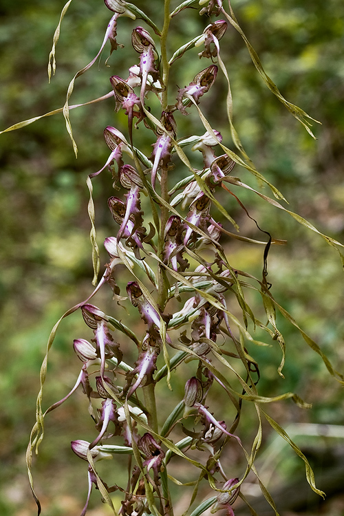 jazýčkovec  Himantoglossum jankae Somlyay, Kreutz &amp; Óvári