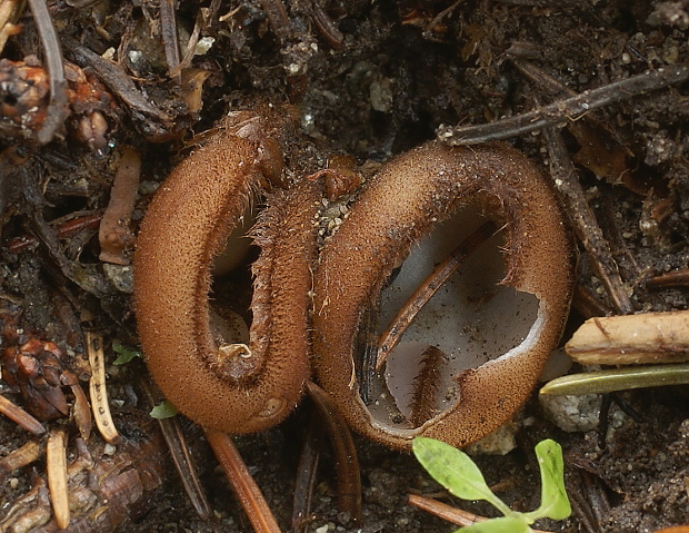 humária polguľovitá Humaria hemisphaerica (F.H. Wigg.) Fuckel