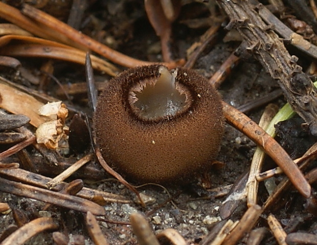 humária polguľovitá Humaria hemisphaerica (F.H. Wigg.) Fuckel