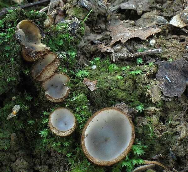 humária polguľovitá Humaria hemisphaerica (F.H. Wigg.) Fuckel