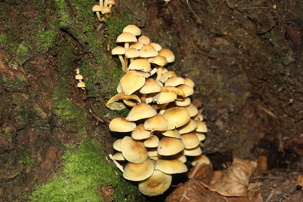 strapcovka maková Hypholoma capnoides (Fr.) P. Kumm.