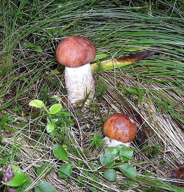 kozák osikový Leccinum albostipitatum den Bakker & Noordel.